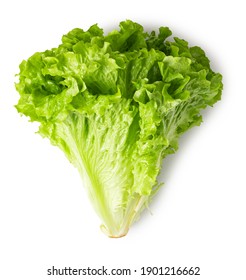 Lettuce Leaves Isolated On White Background. Top View