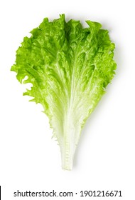 Lettuce Leaves Isolated On White Background. Top View