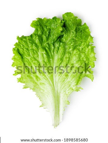 Lettuce leaves isolated on white background. Top view