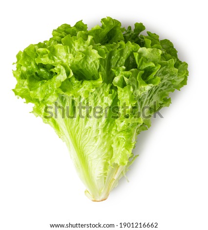 Lettuce leaves isolated on white background. Top view