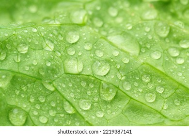 Lettuce Leaves Texture With Morning Dew Drops. Selective Focus. Concept Of Natural Products