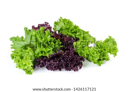 Lettuce leaves two varieties - red Lollo Rosso and pale green Lollo Bionda on a white background

