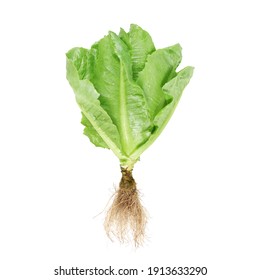 Lettuce Nontoxic Organic ,Hydroponics Isolated On White,clipping Path Included.