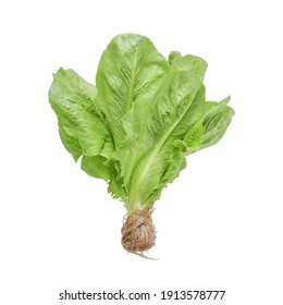 Lettuce Nontoxic Organic Isolated On White,clipping Path Included.