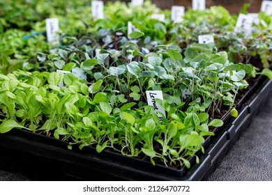 Lettuce And Other Vegetable Seedlings Growing In Seed Starting Trays In A Home Garden