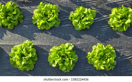 Lettuce patch covered with plastic mulch used to suppress weeds and conserve water.
