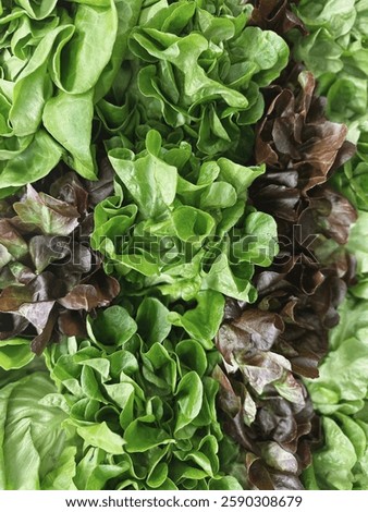 lettuce pattern. Fresh lettuce harvest