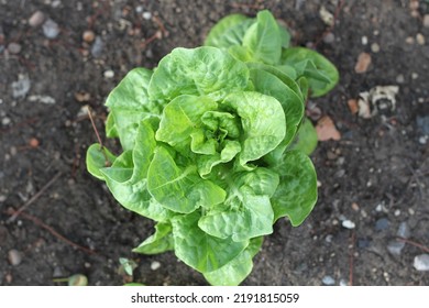 Lettuce Plant Home Grown In The Veg Garden. 