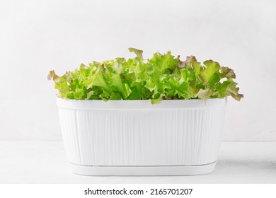 Lettuce Plant In The Pot Against The Light Background. Growing Salad Leaves At Home