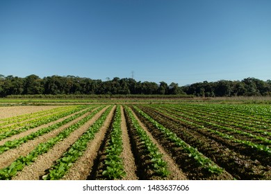 Lettuce plantation in Antônio Carlos, blue sky with no clouds. Santa Catarina, Brazil