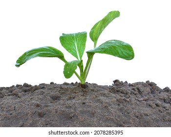 Lettuce Planted Isolated On White Background