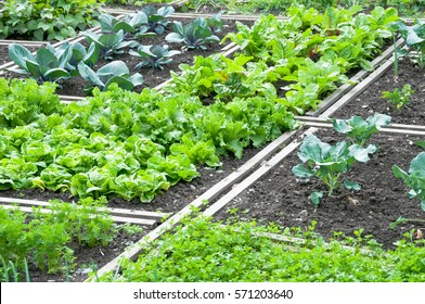 Lettuce and red cabbage plants on a vegetable garden ground.  vitamins healthy biological homegrown spring organic - stock image