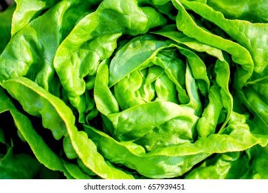 Lettuce Salad.