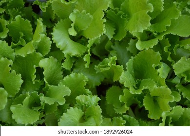 Lettuce salad in the countryside garden. Green salad leaves. Young lettuce salad plant. Herb plant in the yard. Organic natural agriculture in the village. - Shutterstock ID 1892926024