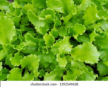 Lettuce Salad Leaf Background. Fresh Batavia Salad. Top View Whole Lettuce Leaf Growth On Organic Farm Ground Bed. Young Green Lettuce Crop In Garden Soil For Spring Leaf Salad. Raw Vegetarian Food