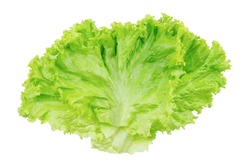 Lettuce. Salad Leaf Isolated On White Background With Clipping Path