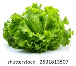 lettuce salad on white background salad greens