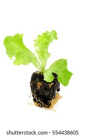 Lettuce Seedling On Isolated Background. Gardening