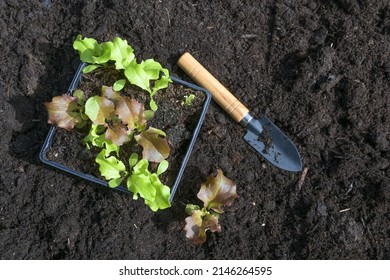 Lettuce Seedlings And A Small Shovel On The Dark Fertile Compost Soil, Ready For Planting In The Vegetable Garden For The Kitchen, Copy Space, High Angle View From Above, Selected Focus