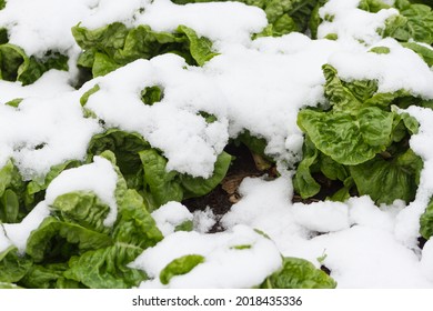 Lettuce In The Snow Covered Garden