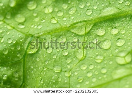 Lettuce texture leaves with morning dew drops. Selective focus. concept of natural products.