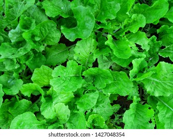 Lettuce in a vegetable plot for cooking - Shutterstock ID 1427048354