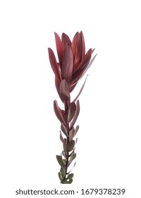 Leucadendron Safari Sunset Stem Isolated