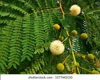 Wild Tamarind Tree Images Stock Photos Vectors Shutterstock