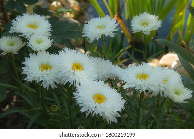 Leucanthemum, cloud cumulus adding colour to the garden borders