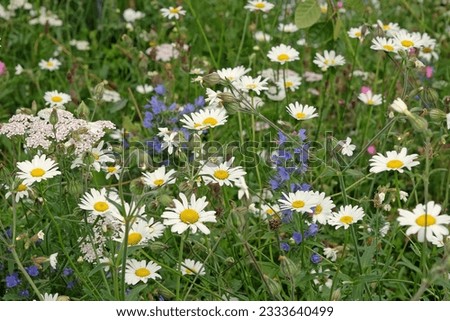 Leucanthemum vulgare, commonly known as the oxeye daisy, dog daisy, or marguerite, in flower. 