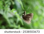 Leucauge celebesiana, commonly called the black-striped orchard spider, eat food