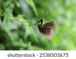 Leucauge celebesiana, commonly called the black-striped orchard spider, eat food