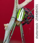 Leucauge venusta, known as the orchard orbweaver spider, is a long-jawed orbweaver spider, with red background, web is often oriented horizontally, with the spider hanging in the center.