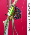 Leucauge venusta, known as the orchard orbweaver spider, is a long-jawed orbweaver spider, with red background, web is often oriented horizontally, with the spider hanging in the center.