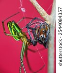 Leucauge venusta, known as the orchard orbweaver spider, is a long-jawed orbweaver spider, with red background, web is often oriented horizontally, with the spider hanging in the center.