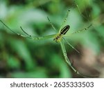 "Leucauge venusta, also known as the orchard spider, with its metallic green body resting on a delicate web in a garden setting. A vivid example of biodiversity and nature’s detail."