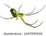 Leucauge venusta or Orchard spider Isolated Close Up Photograph