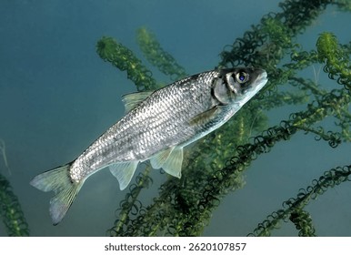 Leuciscus leuciscus - Common Dace