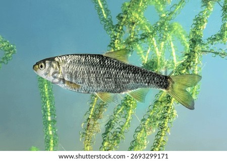 Leuciscus leuciscus - Common Dace