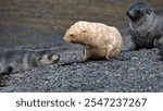 Leucistic Antarctic fur seal (Arctocephalus gazella) pup on the beach with other pups at Stromness Whaling Station, South Georgia Island