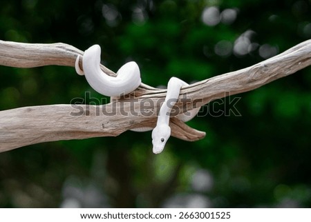 Leucistic Ball Python on Tree Branch