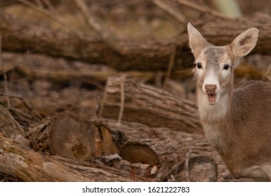 Leucistic Doe 