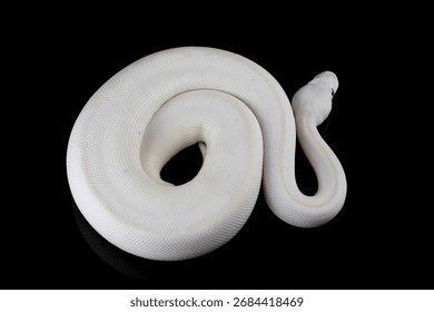 Leucistoc ball python isolated on black background, White ball python on black background, Blue-eyed leucistic python with dark background, Close-up of white ball python on blackk surface