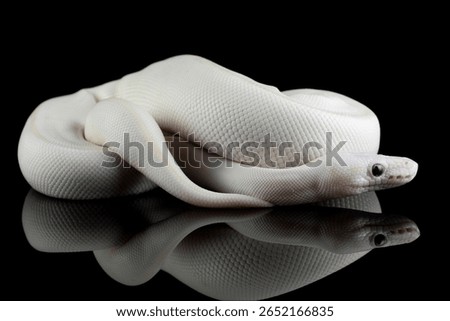 Leucistoc ball python isolated on black background, White ball python on black background, Blue-eyed leucistic python with dark background, Close-up of white ball python on blackk surface