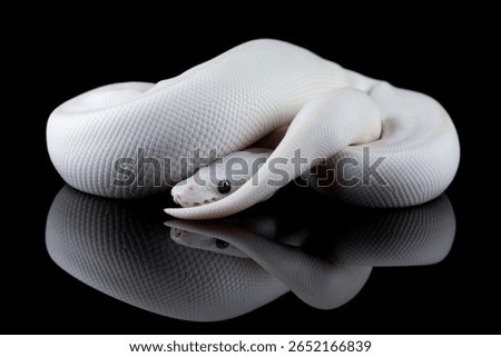 Leucistoc ball python isolated on black background, White ball python on black background, Blue-eyed leucistic python with dark background, Close-up of white ball python on blackk surface