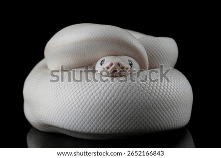 Leucistoc ball python isolated on black background, White ball python on black background, Blue-eyed leucistic python with dark background, Close-up of white ball python on blackk surface