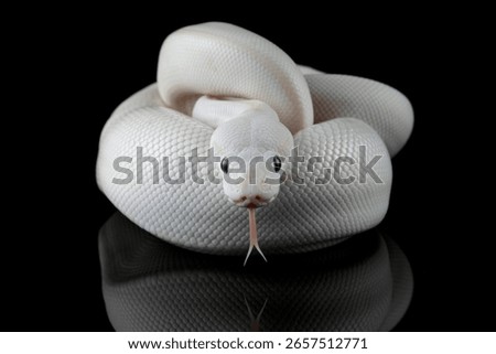Leucistoc ball python isolated on black background, White ball python on black background, Blue-eyed leucistic python with dark background, Close-up of white ball python on blackk surface