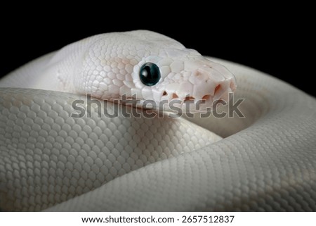 Leucistoc ball python isolated on black background, White ball python on black background, Blue-eyed leucistic python with dark background, Close-up of white ball python on blackk surface