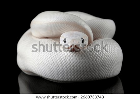 Leucistoc ball python isolated on black background, White ball python on black background, Blue-eyed leucistic python with dark background, Close-up of white ball python on blackk surface