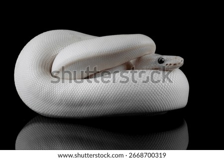 Leucistoc ball python isolated on black background, White ball python on black background, Blue-eyed leucistic python with dark background, Close-up of white ball python on blackk surface